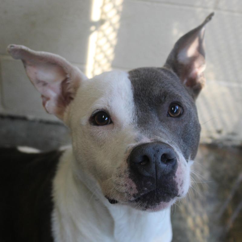 Lee County Animal Services Adoption Search Results