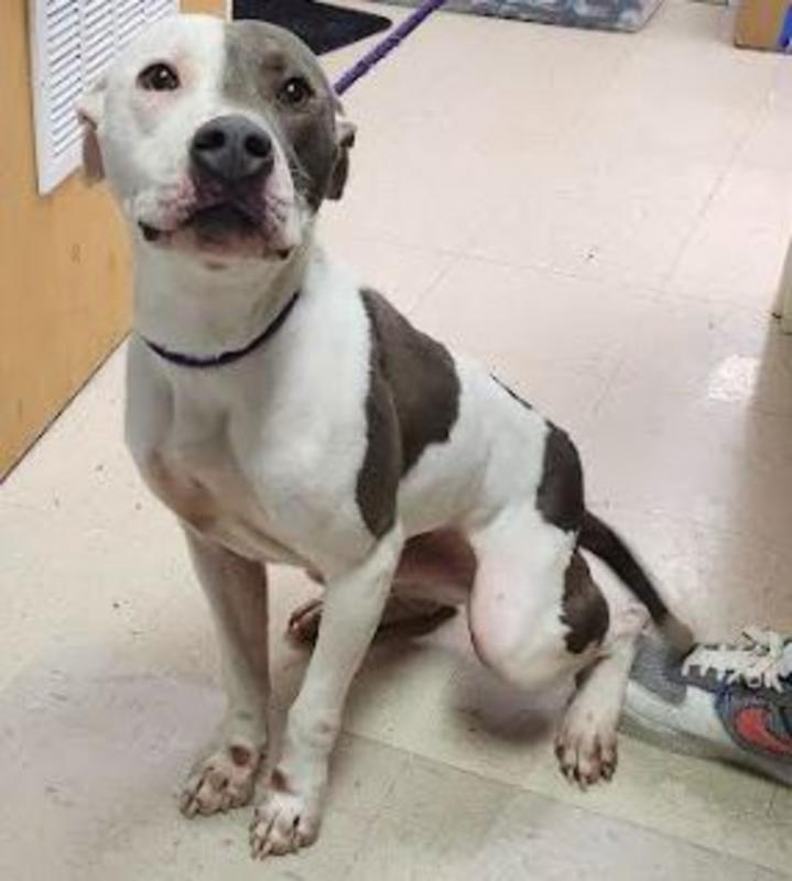 Lee County Animal Services Adoption Search Results