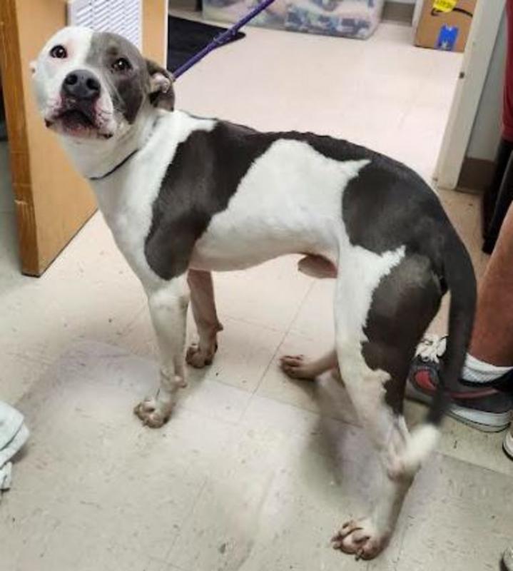 Lee County Animal Services Adoption Search Results