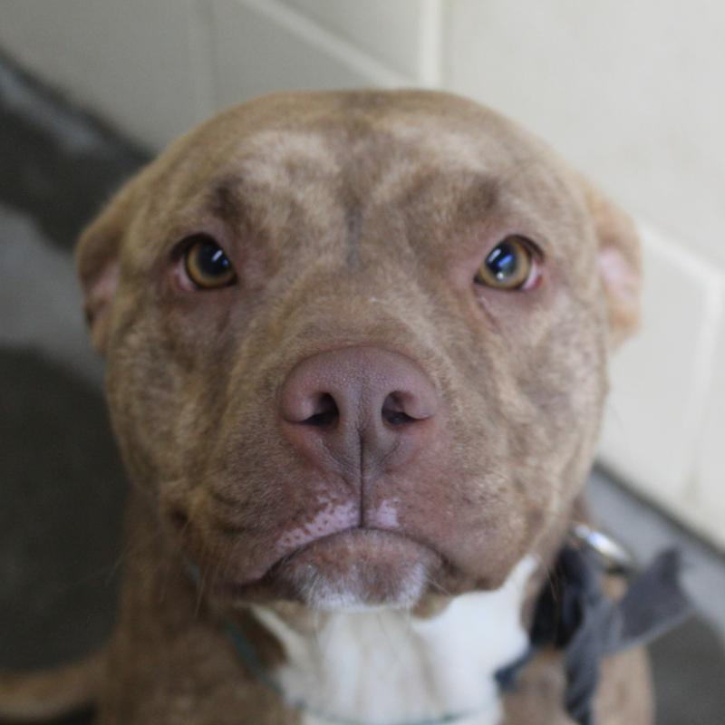 Lee County Animal Services Adoption Search Results