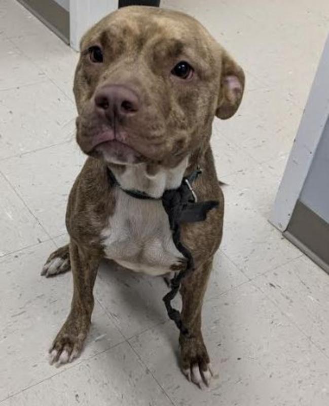 Lee County Animal Services Adoption Search Results