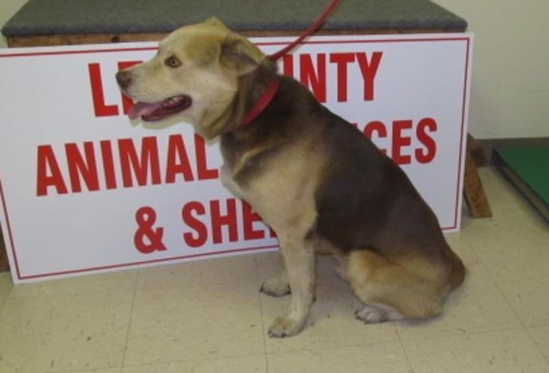 Lee County Animal Services Stray or Lost Animal Search Results